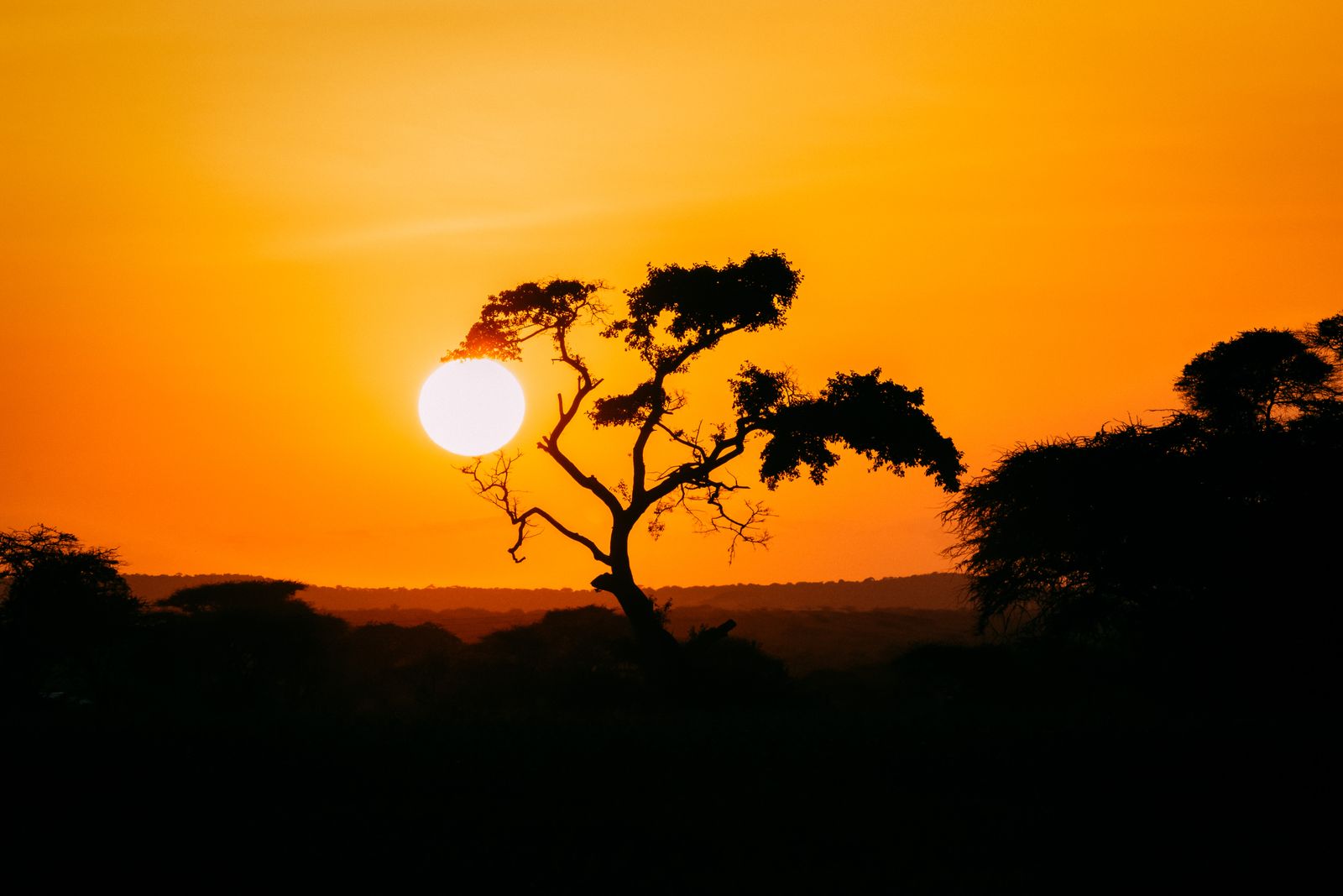 African savanna under a golden sky